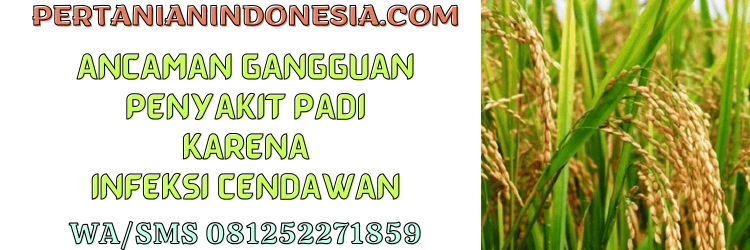 ancaman,gangguan,penyakit,padi,pertanian indonesia